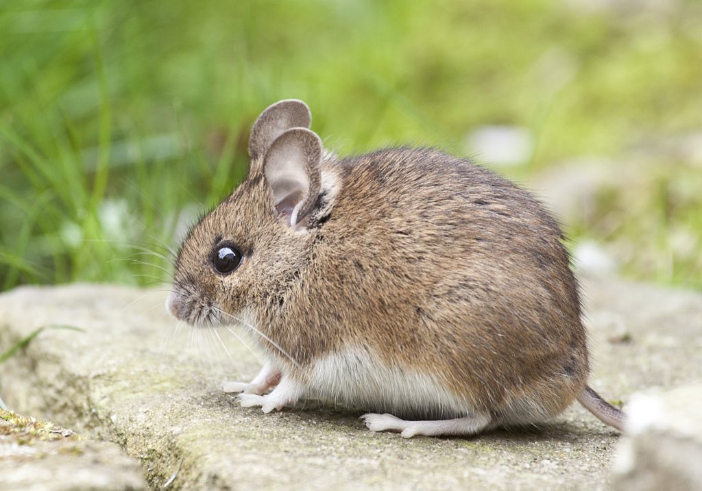 Cara Mengusir Tikus Di Rumah Dengan Bahan Alami Terbukti Ampuh