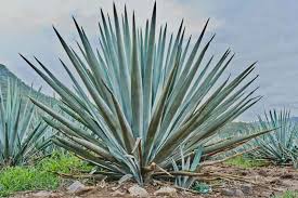 Agave