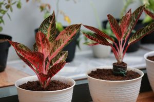 Aglaonema