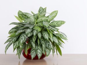 Aglaonema/Sri Rezeki 