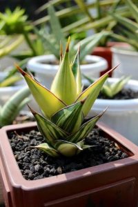 Sansevieria Pinguicula